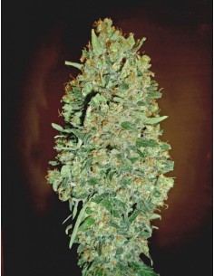 00 SEEDS BANK - Auto Chocolate Skunk - 1