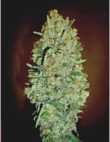 00 SEEDS BANK - Auto Chocolate Skunk - 1