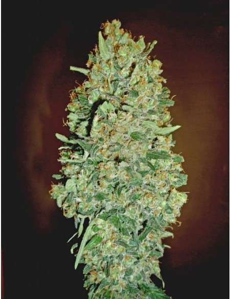 00 SEEDS BANK - Auto Chocolate Skunk - 1