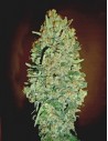 00 SEEDS BANK - Auto Chocolate Skunk - 1