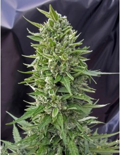 00 SEEDS BANK - Auto Northern Lights - 1