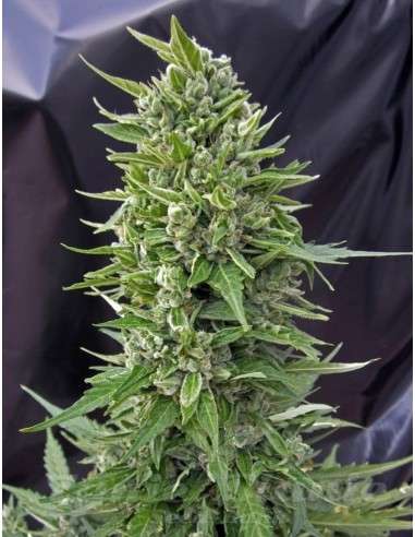 00 SEEDS BANK - Auto Northern Lights - 1