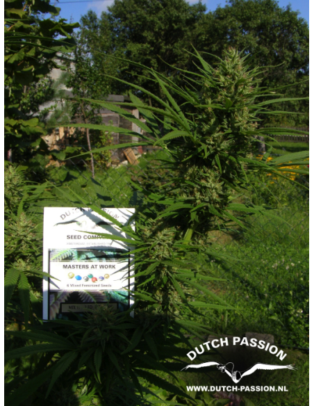 DUTCH PASSION - Passion 1 - 5