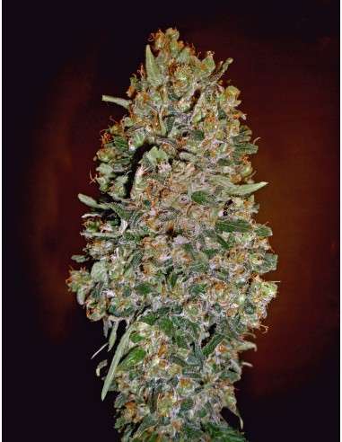 00 SEEDS BANK - Automatic Collection 1 - 1