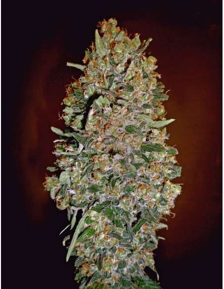 00 SEEDS BANK - Automatic Collection 1 - 1