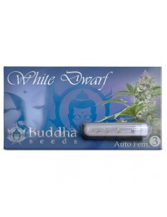 BUDDHA SEEDS - White Dwarf Auto - 1