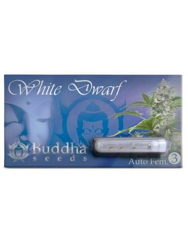 BUDDHA SEEDS - White Dwarf Auto - 1