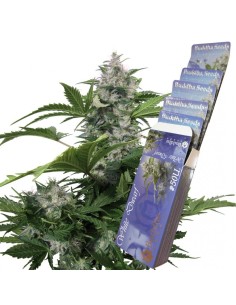 BUDDHA SEEDS - White Dwarf Auto - 1 2