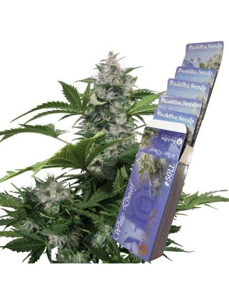 BUDDHA SEEDS - White Dwarf Auto - 2