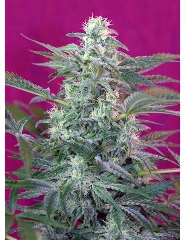 SWEET SEEDS - Big Foot - 1