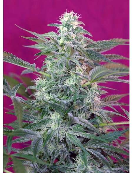 SWEET SEEDS - Big Foot - 1