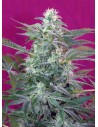 SWEET SEEDS - Big Foot - 1