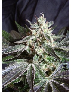 SWEET SEEDS - Black Jack - 1