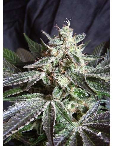 SWEET SEEDS - Black Jack - 1