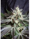 SWEET SEEDS - Black Jack - 1