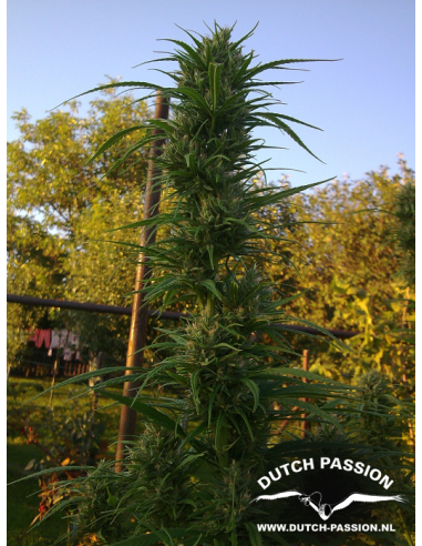 DUTCH PASSION - Passion 1 - 6