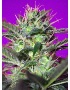 SWEET SEEDS - Botafumeiros - 1