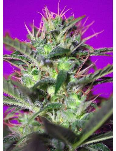 SWEET SEEDS - Botafumeiros - 1