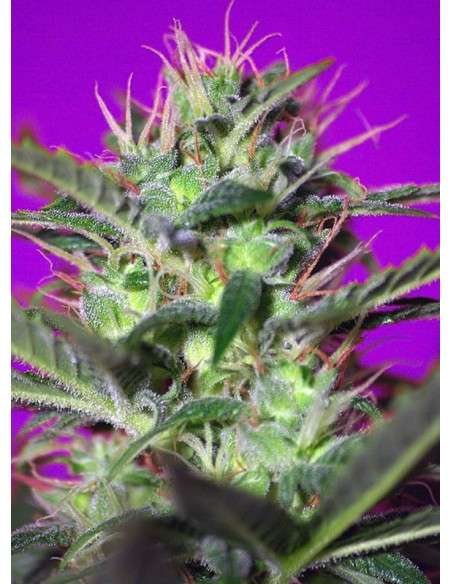 SWEET SEEDS - Botafumeiros - 1