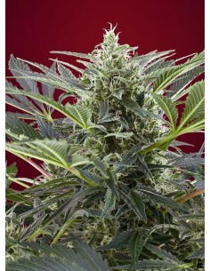 SWEET SEEDS - Cream 47 - 1