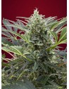 SWEET SEEDS - Cream 47 - 1