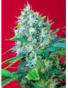 SWEET SEEDS - Green Poison - 1