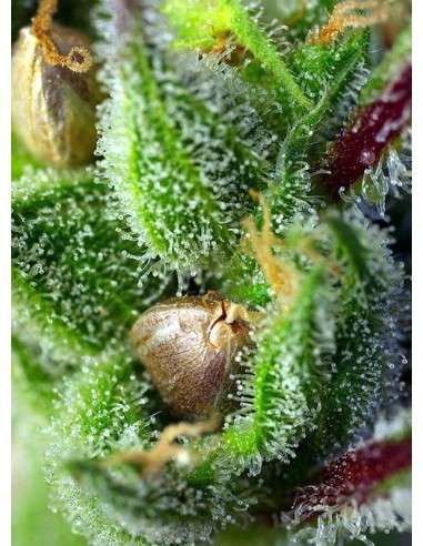 SWEET SEEDS - Green Poison - 2