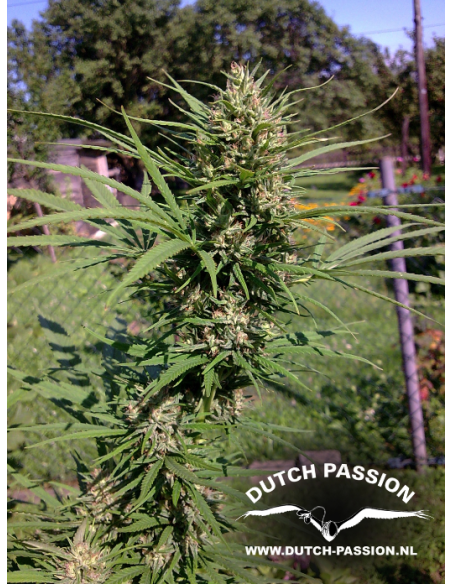 DUTCH PASSION - Passion 1 - 7