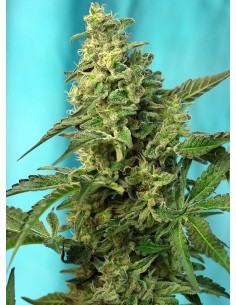 SWEET SEEDS - Green Poison F1 Fast Version - 1