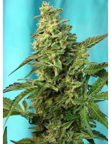 SWEET SEEDS - Green Poison F1 Fast Version - 1