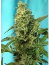 SWEET SEEDS - Green Poison F1 Fast Version - 1