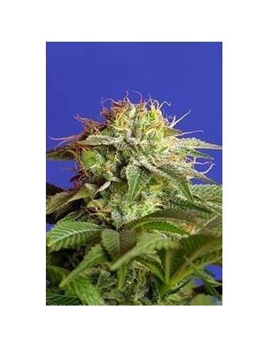 SWEET SEEDS - Green Poison F1 Fast Version - 4