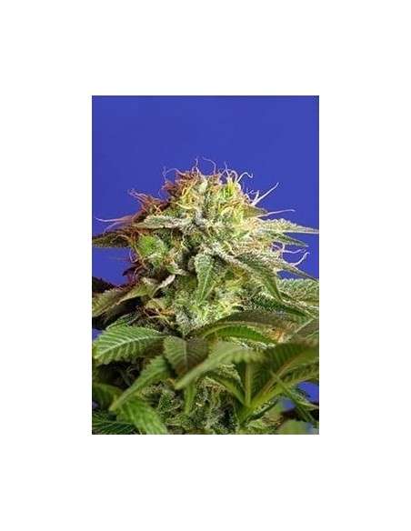 SWEET SEEDS - Green Poison F1 Fast Version - 4