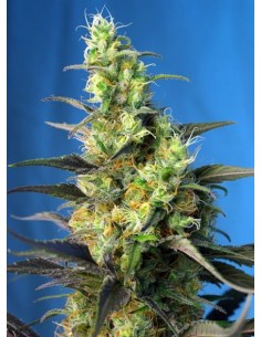 SWEET SEEDS - Ice Cool CBD - 1