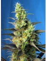SWEET SEEDS - Ice Cool CBD - 1
