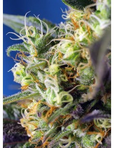 SWEET SEEDS - Ice Cool CBD - 1 2