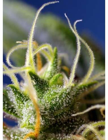 SWEET SEEDS - Ice Cool CBD - 3