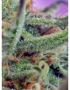SWEET SEEDS - Jack 47 - 1 2