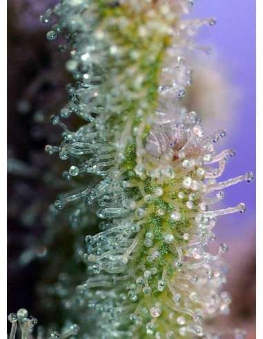 SWEET SEEDS - Jack 47 - 3