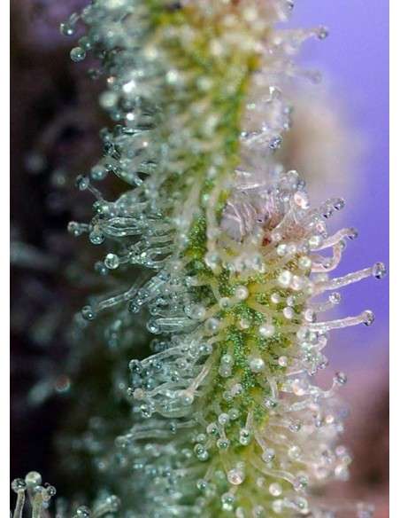 SWEET SEEDS - Jack 47 - 3