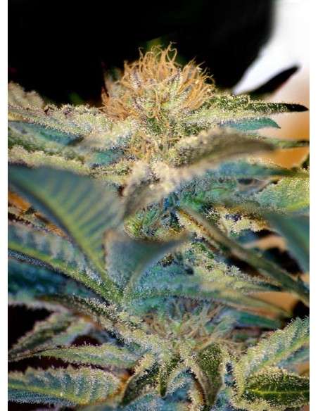 SWEET SEEDS - Mohan Ram - 1