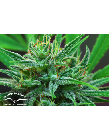 DUTCH PASSION - Passion 1 - 9