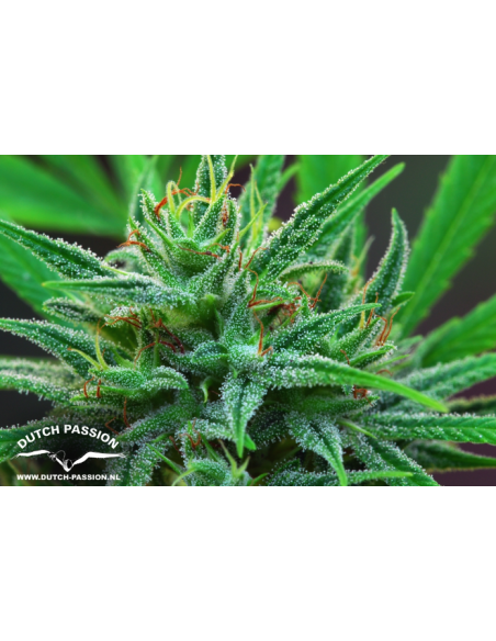 DUTCH PASSION - Passion 1 - 9