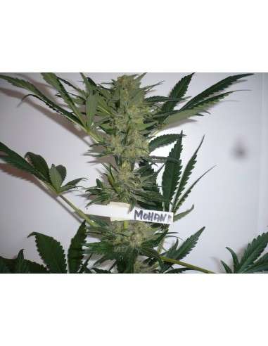 SWEET SEEDS - Mohan Ram - 6