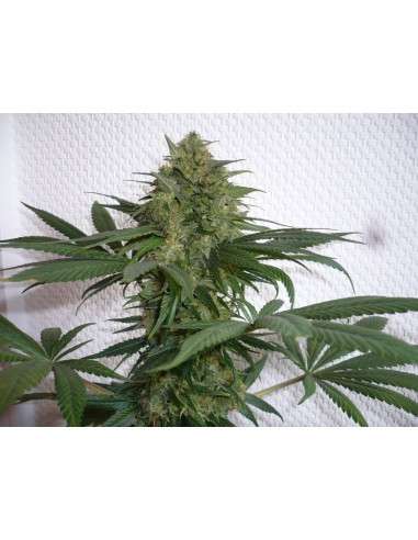 SWEET SEEDS - Mohan Ram - 7
