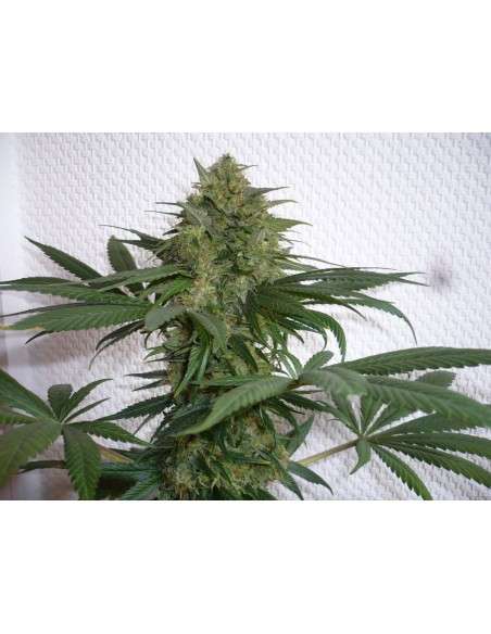 SWEET SEEDS - Mohan Ram - 7