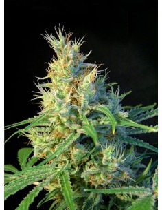 SWEET SEEDS - Psicodelicia - 1