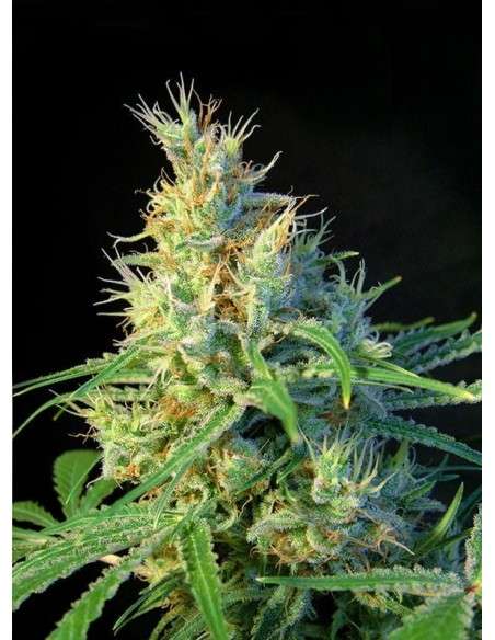 SWEET SEEDS - Psicodelicia - 1