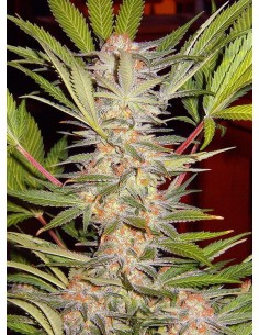 SWEET SEEDS - S.A.D. Sweet Afgani Delicious S1 - 1