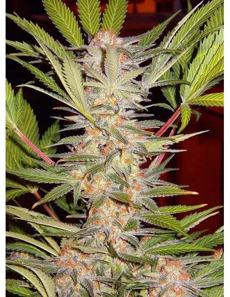 SWEET SEEDS - S.A.D. Sweet Afgani Delicious S1 - 1